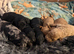 Cockerpoo puppies