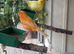 Job lot multiple breed of canaries