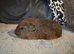 Male skinny pigs available