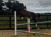 Chocolate Dun 14hh Mare & Foal