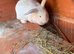 Huge Flemish Giant Female