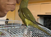 Baby Ringneck