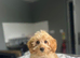 Bluebell 2 f1b cockapoo boys ready to be viewed