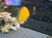 Buitiful large yellow discus