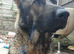 German shepherd 7 years old