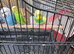 Budgies for sale