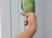 Beautiful hand tamed alexandrine & derbyan parrots for sale