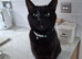2 BOY kittens in desperate need of a family home