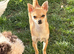 Tea cup chihuahua female