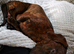 KC Registered mini smooth dachshund red brindle