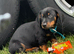 Miniature dachshund puppy