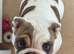 7 month old female english bulldog