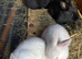 Baby rabbits