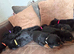 Beautiful rottweiler puppies ready to reserve