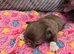 Gorgeous quality chocolate chihuahua longcoats