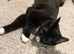 Tuxedo cat 3 years old female