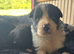 Working Border Collie Pups