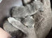4 beautiful healthy British shorthair kittens