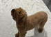 Red miniture golden doodle boy