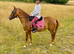 Texas &ndash; 14hh 13yo Mare &ndash; Fun, Brave & Full of Potential  Based Wickford Essex