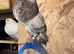 *Incredible* Spanish Ladino/horseman Pouters Pigeons for sale
