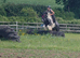 Madina the super Cob! 14.1hh