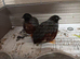 2 X colours are chocolate brown / grey/rusty red and black head cock birds brothers  &pound;6 for both or &pound;3 each