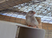 Young zebra finches for sale