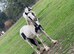 12 month old colt for sale