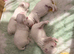 Korean Maltese puppies for sale