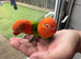 2 stunning lovebirds