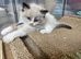 Pedigree Ragdoll