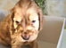 Show cocker spaniel