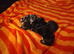 Luxury perdoll kittens