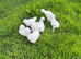 Silkies white