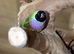 Gouldian Finches male female,7