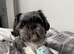 Stunning Shih Tzu male for stud