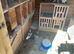 For sale about 20 racing pigeons