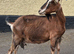 Registered English Doe for Sale