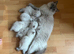 TICA registered ragdoll kittens