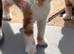 Urgent homes needed for these sweet stray kittens. I rescued these kittens from a stray colony and have been caring for them while trying to find per