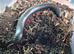 MILLIPEDE GIANT CAMEROON
