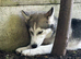 Rehome Siberian husky 8 months old