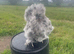 Stunning silkie bantams for sale- a variety of colours