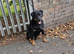 German rottweiler for sale