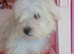 Maltese puppy