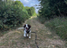 5 month male Sprocker Spaniel