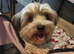 Biewer yorkie