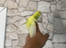 Hand-tamed budgie