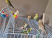 Budgies